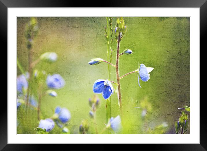 Wildflowers Framed Mounted Print by Dawn Cox
