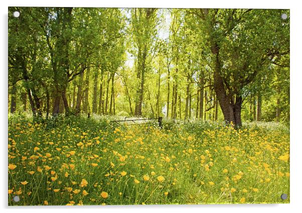 Summer meadow Acrylic by Dawn Cox