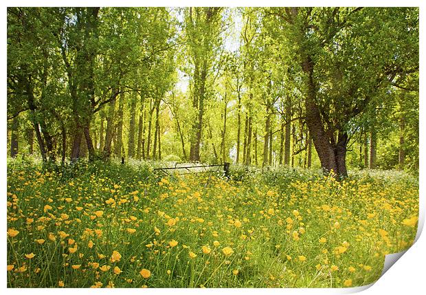 Summer meadow Print by Dawn Cox