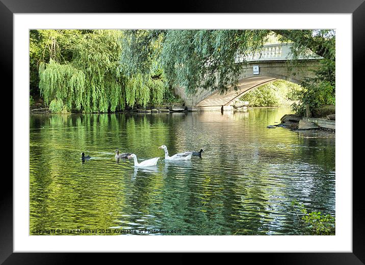 Stanley Park Boating Lake. Framed Mounted Print by Lilian Marshall