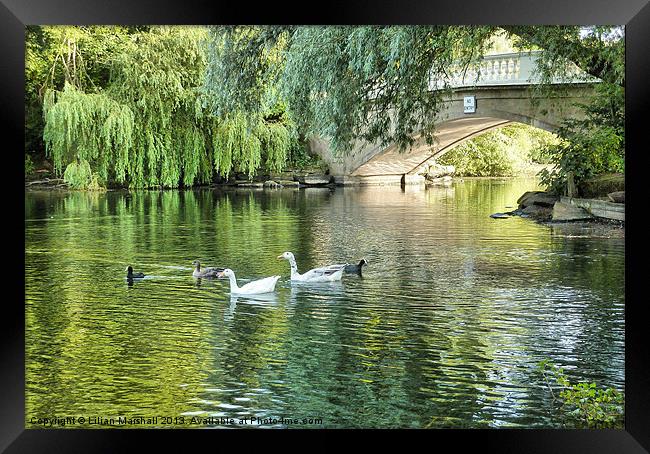 Stanley Park Boating Lake. Framed Print by Lilian Marshall