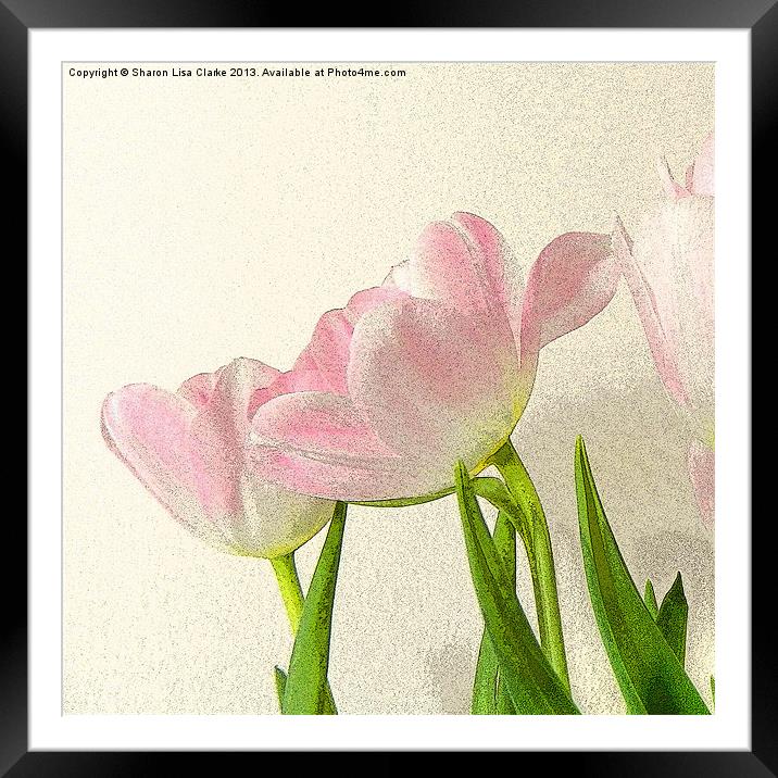 Posterised petals Framed Mounted Print by Sharon Lisa Clarke