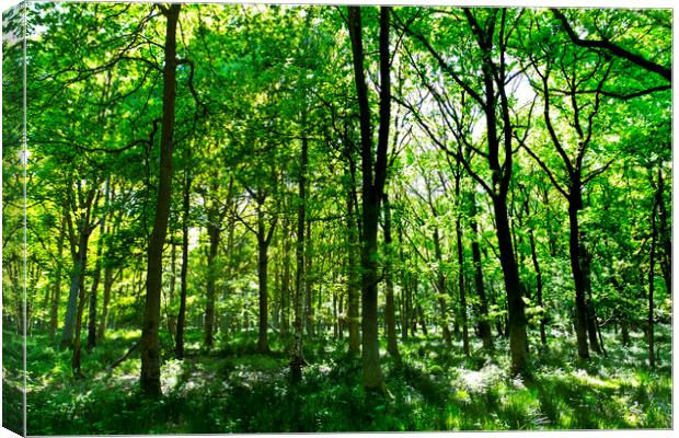 Summer in the forest Canvas Print by David Pyatt