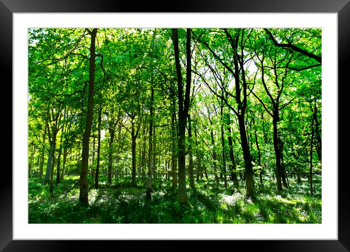 Summer in the forest Framed Mounted Print by David Pyatt