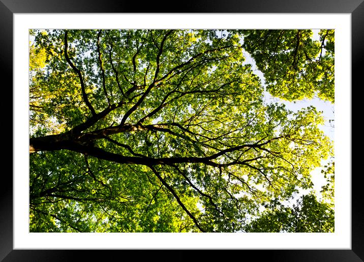 In the tree canopy Framed Mounted Print by David Pyatt