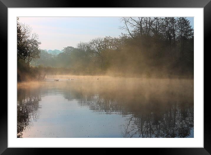 Early Morning Swim Framed Mounted Print by jason purnell