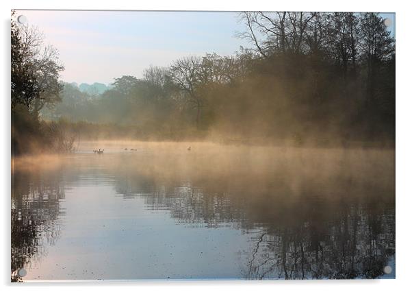 Early Morning Swim Acrylic by jason purnell