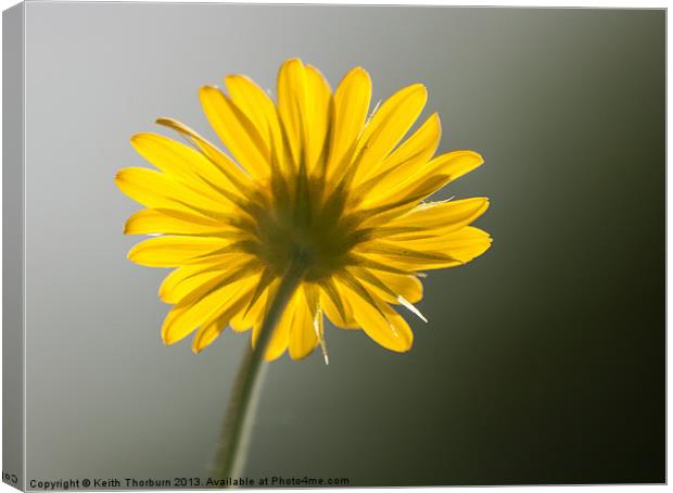 Daisy from below Canvas Print by Keith Thorburn EFIAP/b
