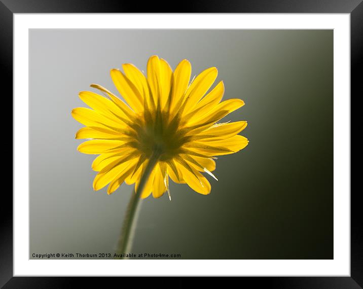 Daisy from below Framed Mounted Print by Keith Thorburn EFIAP/b