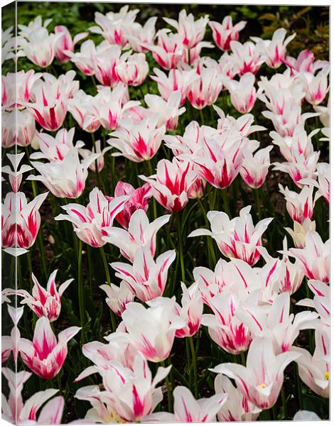 White Tulips (Tulipa) Canvas Print by Mark Llewellyn