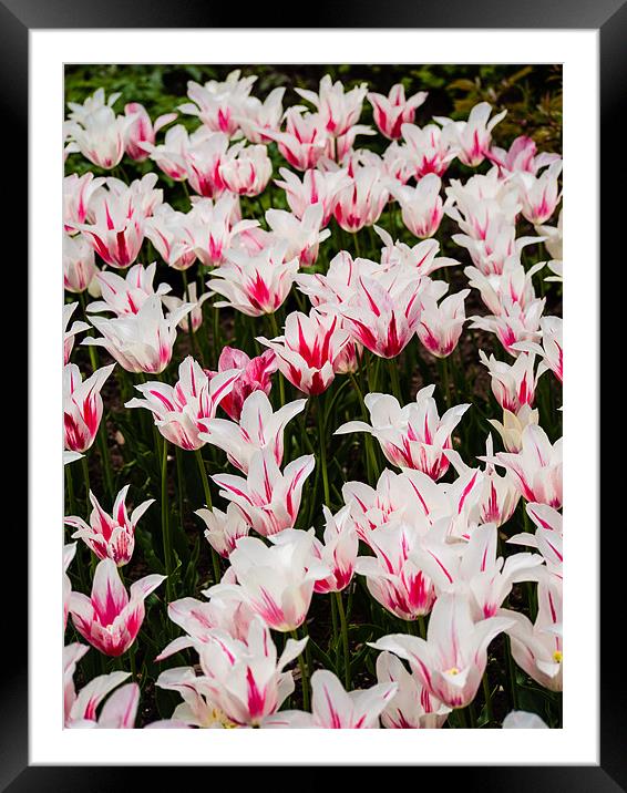 White Tulips (Tulipa) Framed Mounted Print by Mark Llewellyn