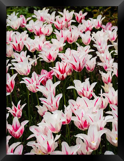 White Tulips (Tulipa) Framed Print by Mark Llewellyn