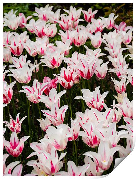 White Tulips (Tulipa) Print by Mark Llewellyn