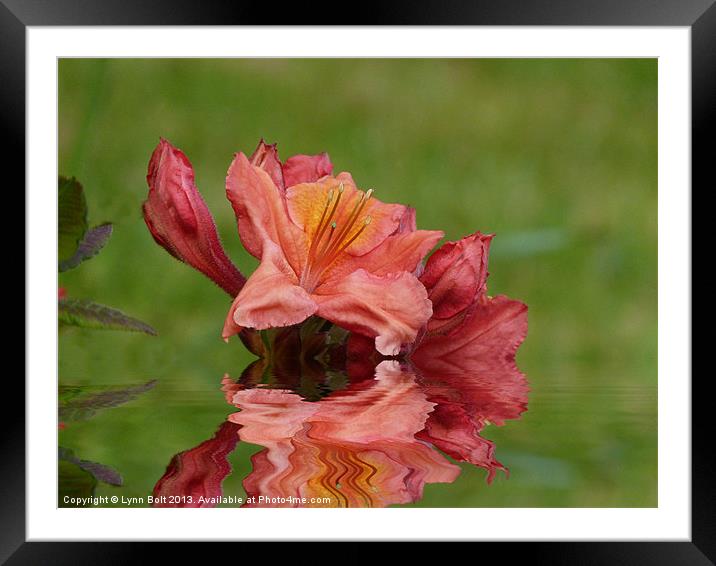 Reflections of a Rhododendron Framed Mounted Print by Lynn Bolt