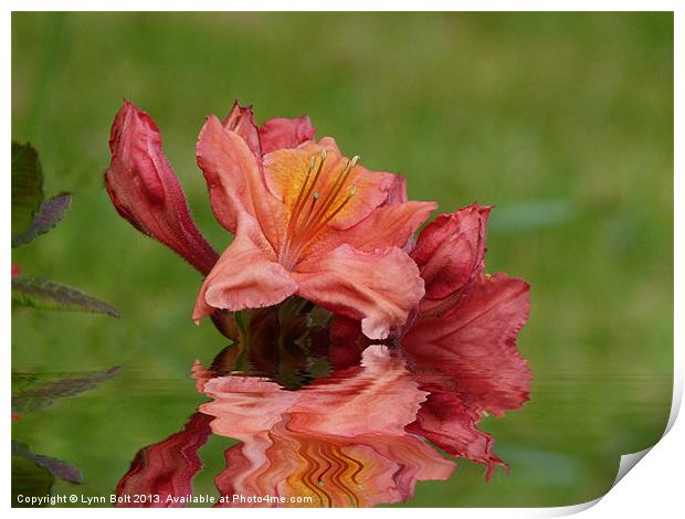 Reflections of a Rhododendron Print by Lynn Bolt