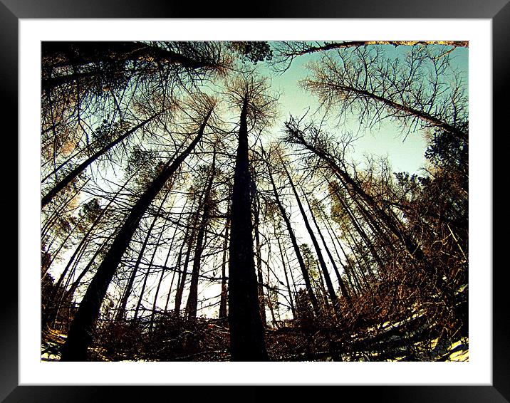 Tree perspective Framed Mounted Print by Jamie Craig