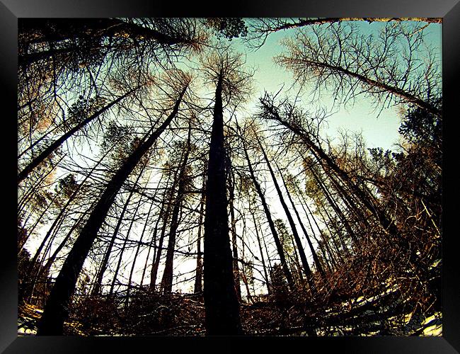 Tree perspective Framed Print by Jamie Craig