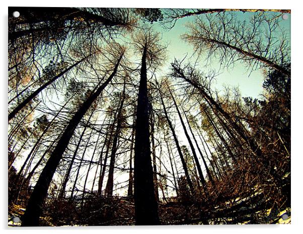 Tree perspective Acrylic by Jamie Craig