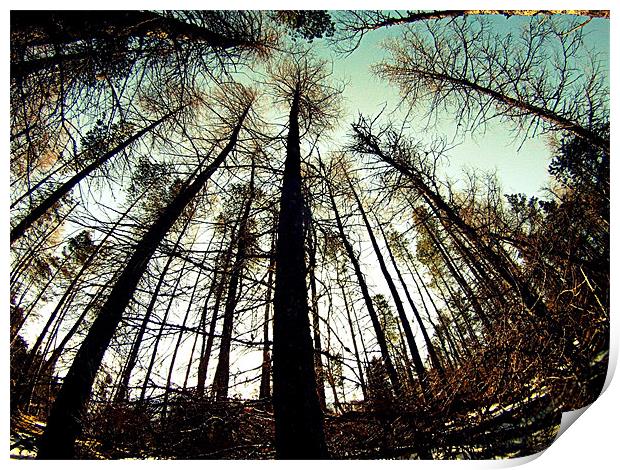 Tree perspective Print by Jamie Craig