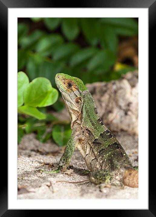 green iguana on the beach Framed Mounted Print by Craig Lapsley