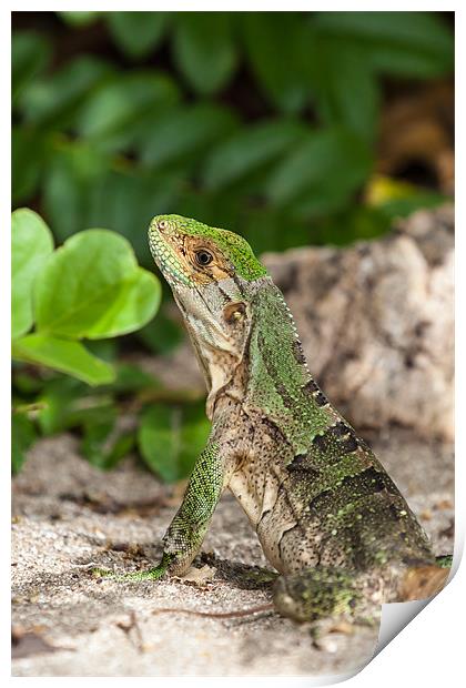 green iguana on the beach Print by Craig Lapsley