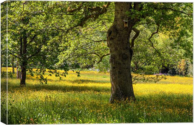 Field of Buttercups Canvas Print by vicky Lewis