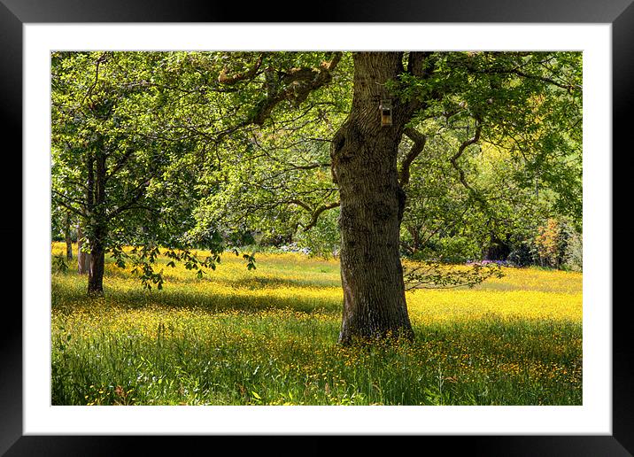 Field of Buttercups Framed Mounted Print by vicky Lewis