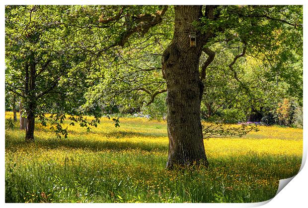 Field of Buttercups Print by vicky Lewis