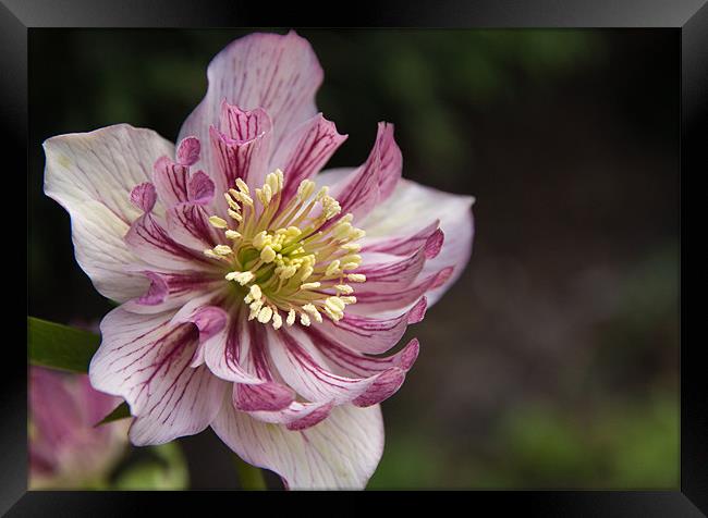 Hellebore in shade Framed Print by Gordon Bishop