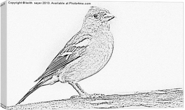 Line Drawing Of A Chaffinch Canvas Print by keith sayer