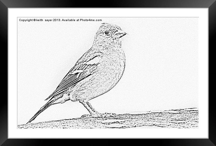 Line Drawing Of A Chaffinch Framed Mounted Print by keith sayer