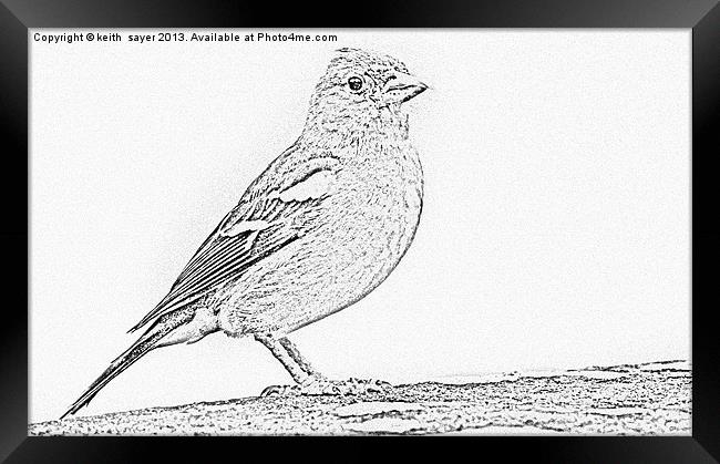 Line Drawing Of A Chaffinch Framed Print by keith sayer