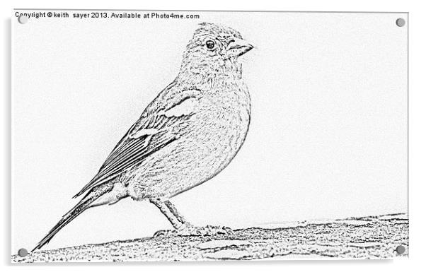 Line Drawing Of A Chaffinch Acrylic by keith sayer