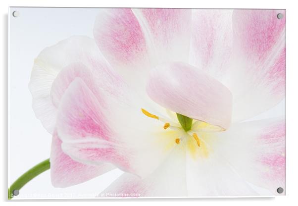 Shy Tulip Acrylic by Ann Garrett