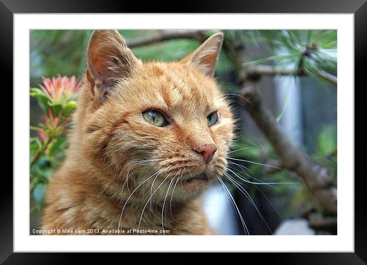Ginger cat Framed Mounted Print by Thanet Photos