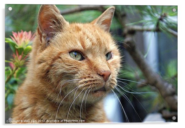 Ginger cat Acrylic by Thanet Photos