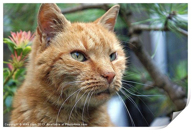 Ginger cat Print by Thanet Photos