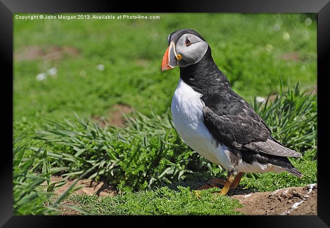 Puffin. Framed Print by John Morgan