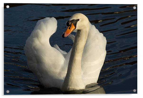 Swan Song Acrylic by Gordon Bishop