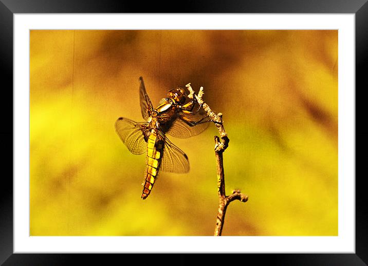 Dragon fly Framed Mounted Print by Dawn Cox