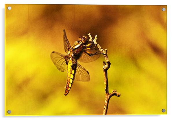 Dragon fly Acrylic by Dawn Cox
