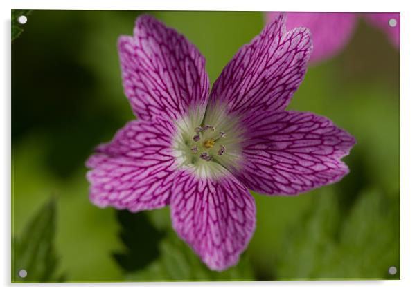 Geranium Flower Acrylic by Gordon Bishop