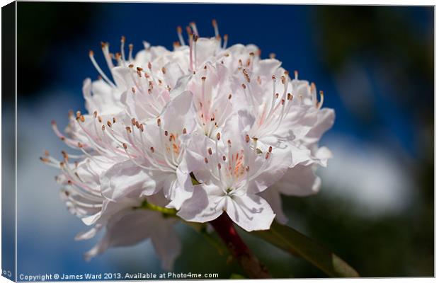 Rhododendron Canvas Print by James Ward