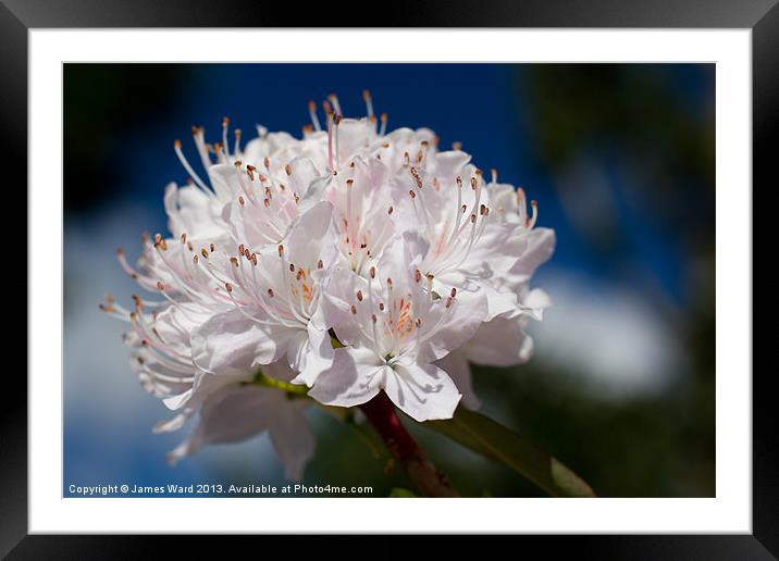 Rhododendron Framed Mounted Print by James Ward
