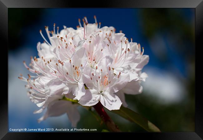 Rhododendron Framed Print by James Ward