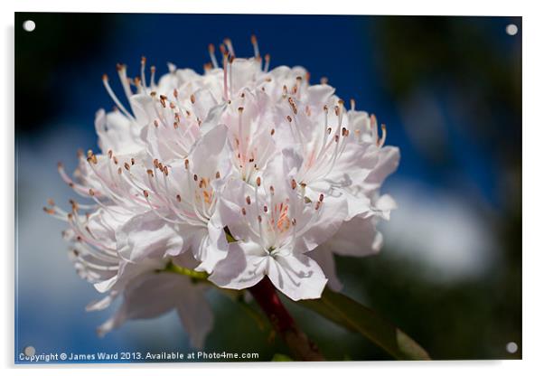 Rhododendron Acrylic by James Ward