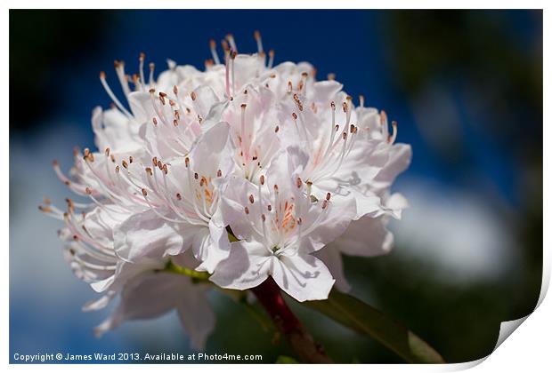 Rhododendron Print by James Ward