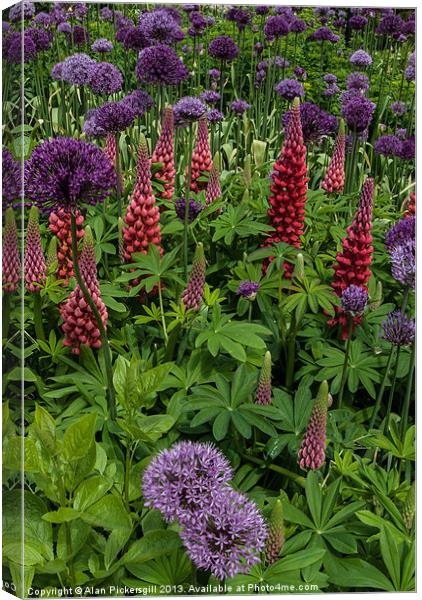 Allium and Lupin Canvas Print by Alan Pickersgill