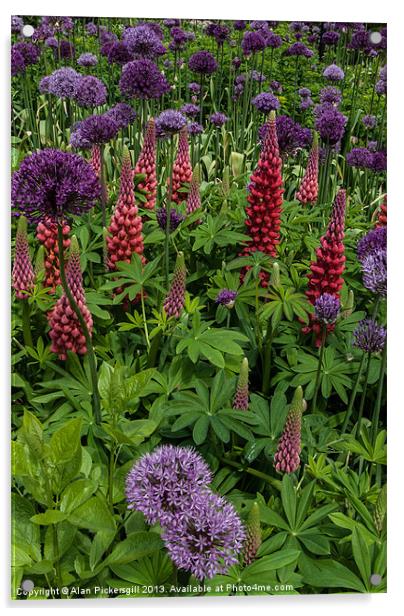 Allium and Lupin Acrylic by Alan Pickersgill