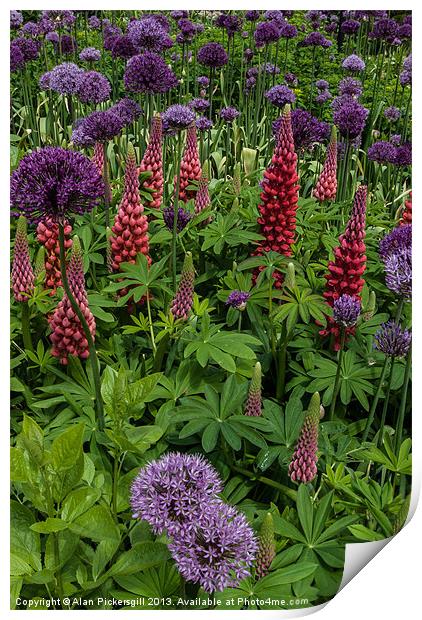 Allium and Lupin Print by Alan Pickersgill